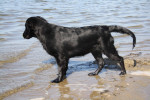 Lilly op de Grevelingen